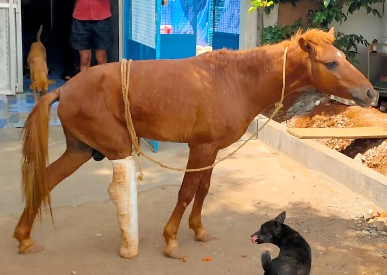 நாய்களுக்கான சிகிச்சை மையத்தை காலி செய்ய நகராட்சி உத்தரவு